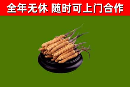 湘潭回收冬虫夏草